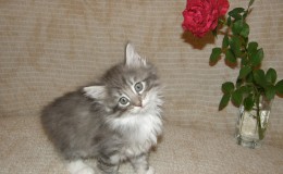 Камилла