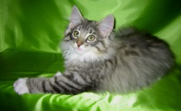 Камилла