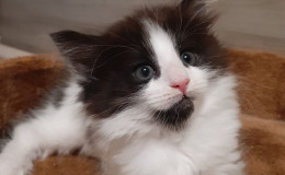 pomet-f-fiona-1