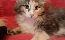 pomet-o-ornella-4