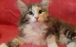 pomet-o-ornella-7