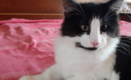 pomet-f-fiona-13