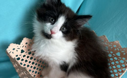 pomet-f-fiona-5