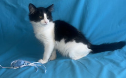 pomet-o-2025-oliver-5