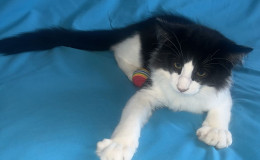 pomet-o-2025-oliver-6