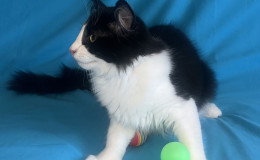 pomet-o-2025-oliver-7