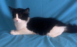 pomet-o-2025-oliver-8